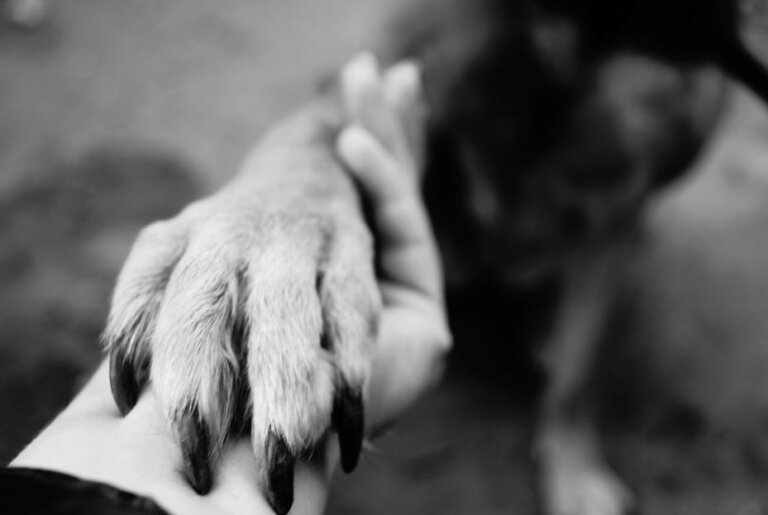 Acompañar a nuestros perros durante la eutanasia es un deber. ¡No los dejes solos!