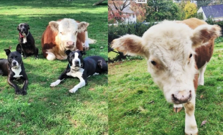 Vaca fue rechazada por su rebaño pero encontró familia con unos perros rescatados