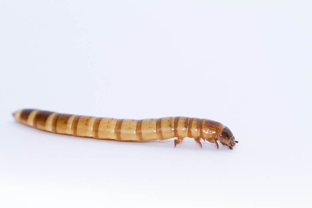 Wie Superwürmer Styropor in eine gesunde Mahlzeit verwandeln