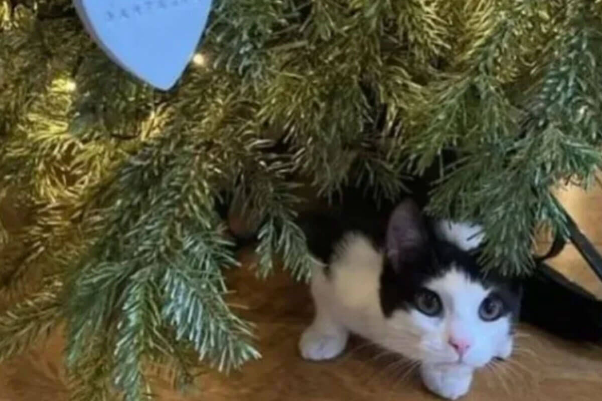 La familia que abandonó a este gatito perdió un gran tesoro.