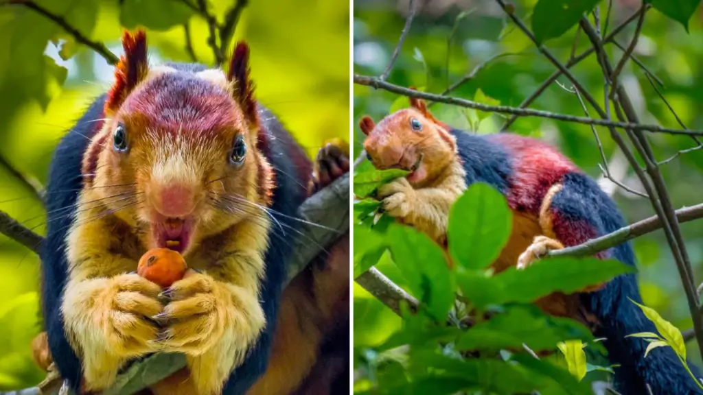 Las ardillas suelen alimentarse de frutas y nueces.