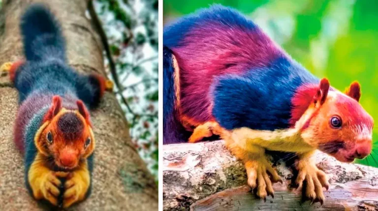 Ardilla gigante india, muy hermosa para ser real