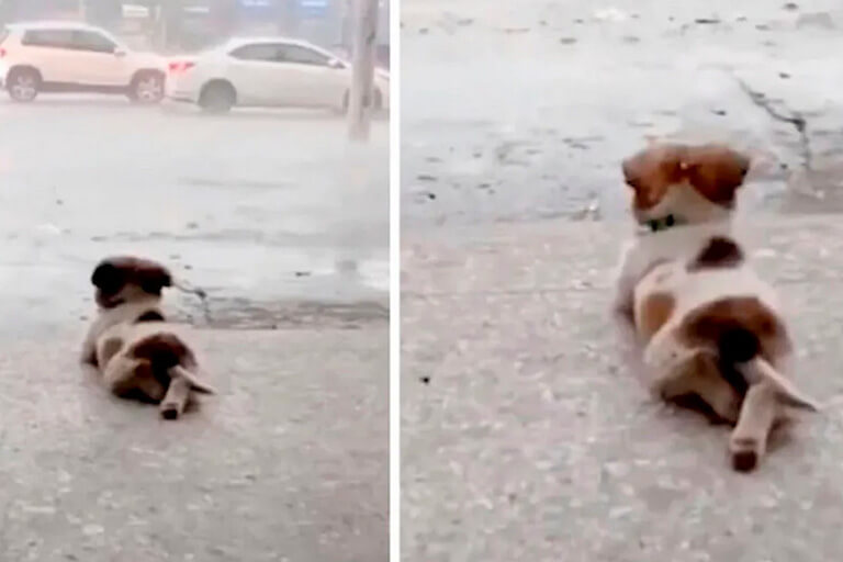 Cachorrito cruza sus patitas para contemplar cómo cae la lluvia