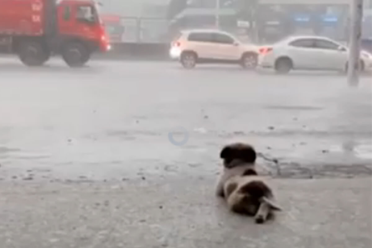 Este cachorrito disfruta de algo tan simple como la lluvia, mientras cruza sus patitas.