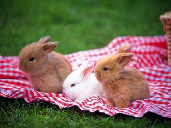 conejos