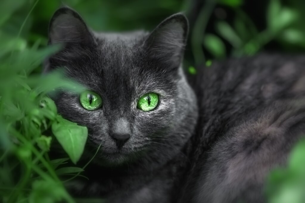 7 curiosidades de los gatos negros