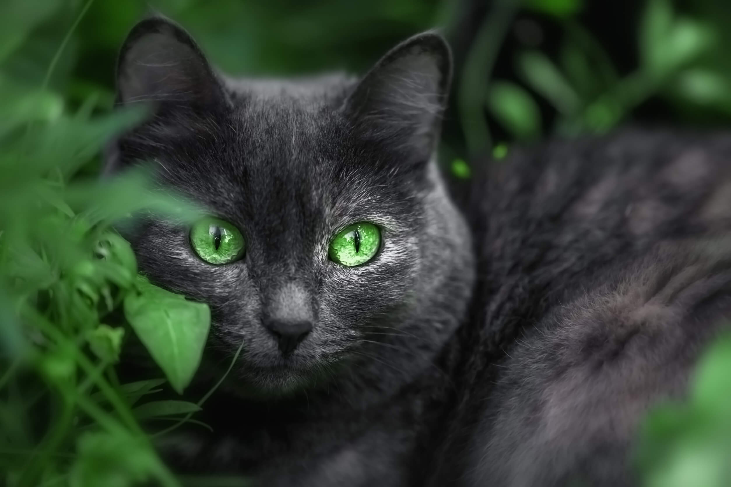 Curiosidades de los gatos negros