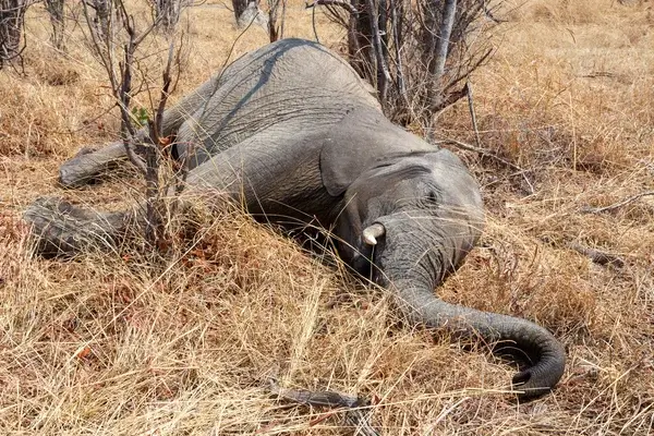 Elefante cazado por sus colmillos. 