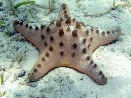 denizin dibinde bir deniz yıldızı