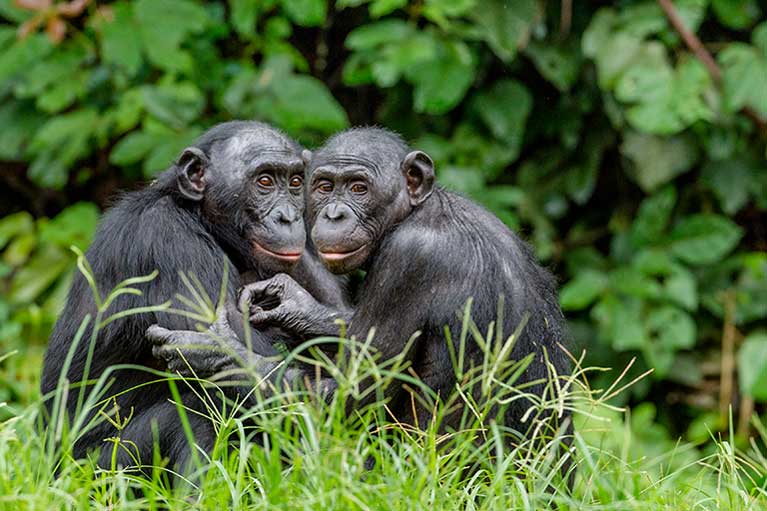 El estudio revela que los bonobos nos heredaron su pacifismo.