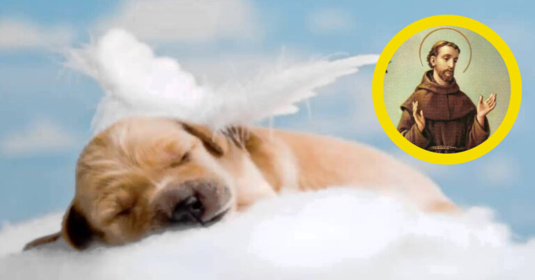 ¿Conoces la oración de San Francisco de Asís para los animales que murieron?