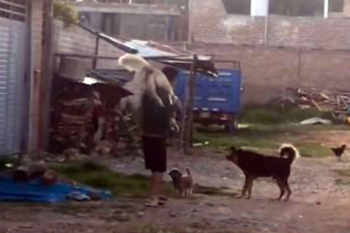 Graban a este hombre mientras carga a su perro para evitar que lo ataque una manada de canes.