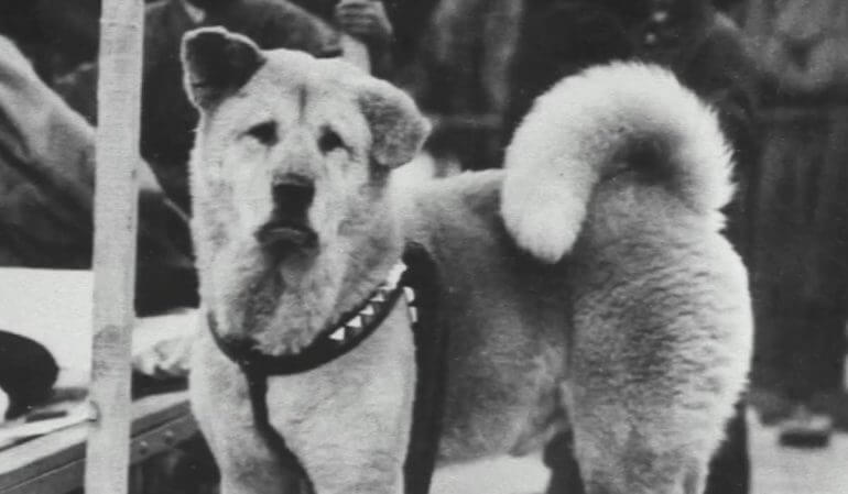 Hachiko e la storia che ha affascinato il mondo.
