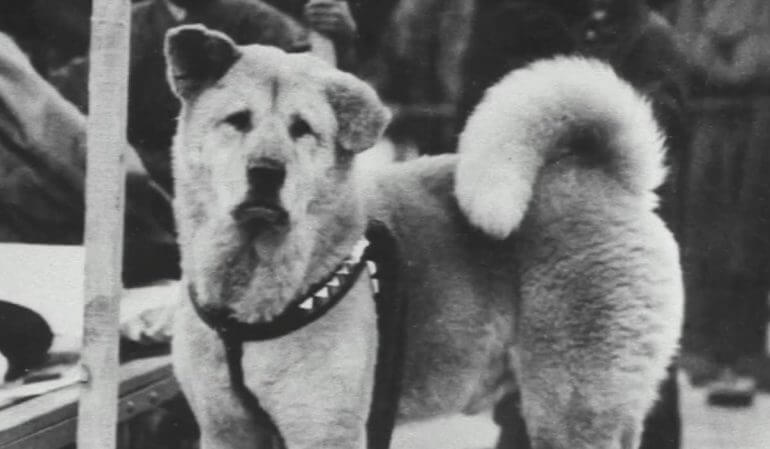 10 honden die geschiedenis schreven