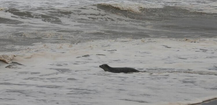 La foca regresando al mar.