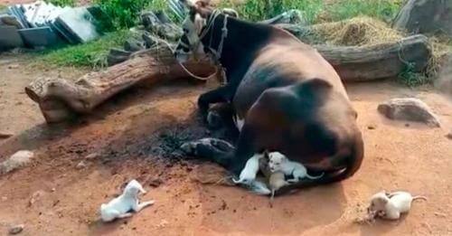 Cachorritos huérfanos suplican a una madre vaca que los amamante