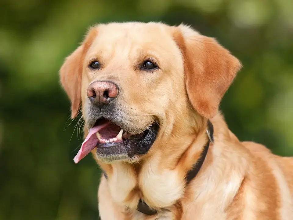 Se eligió al labrador retriever, una especie con mucha historia.
