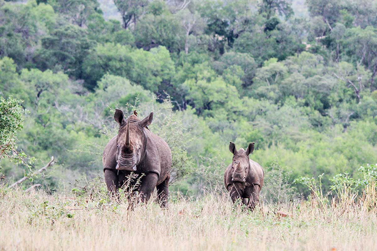 Esta letal enfermedad afecta a los rinocerontes de un refugio.