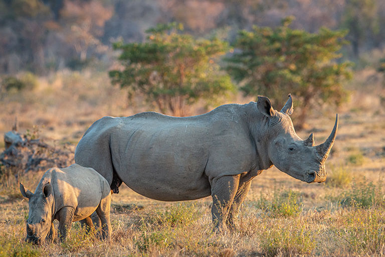 Descubre la letal enfermedad que afecta a los rinocerontes.