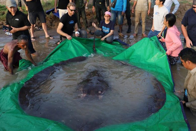 Liberaron mantarraya en un río de Camboya, era gigante y pesaba 300 kilos