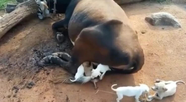 Los cachorros alimentándose de la vaca