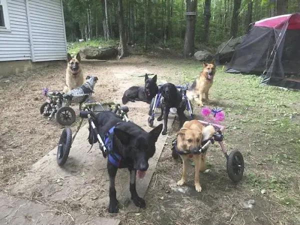Los perritos discapacitados.