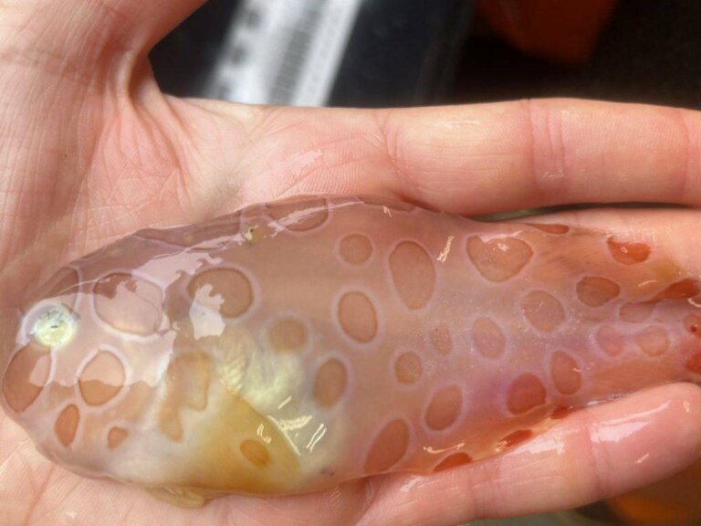 Extraño pez gelatinoso extraído de las profundidades heladas en Alaska