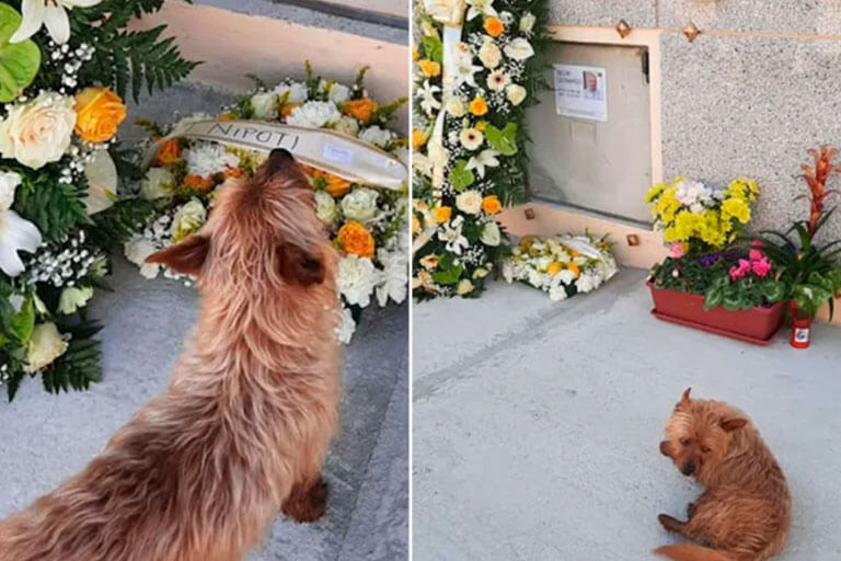 Perrito viaja todos los días para visitar la tumba de su mejor amigo