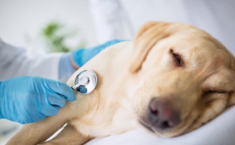7 síntomas de obstrucción intestinal en perros