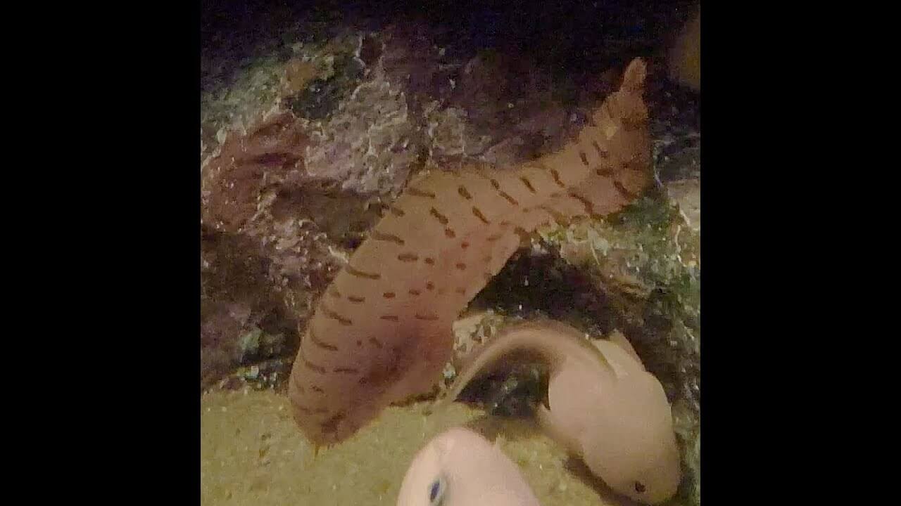 A fish in the depths.