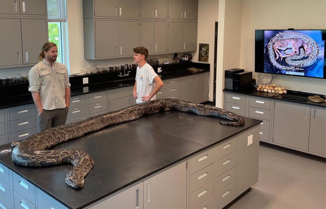 Python Swallowing Food Why can the Burmese python snake swallow almost anything?