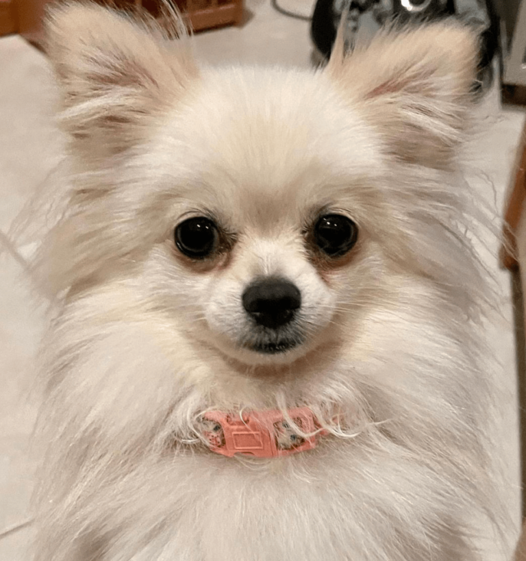 Conoce todo sobre el perro pomchi