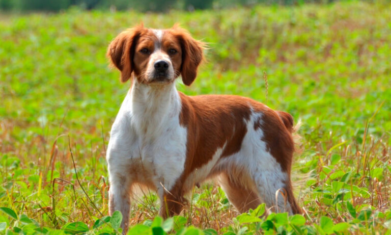 Todo sobre el spaniel bretón