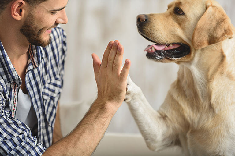 Criadores de perros: 10 preguntas que debes hacer