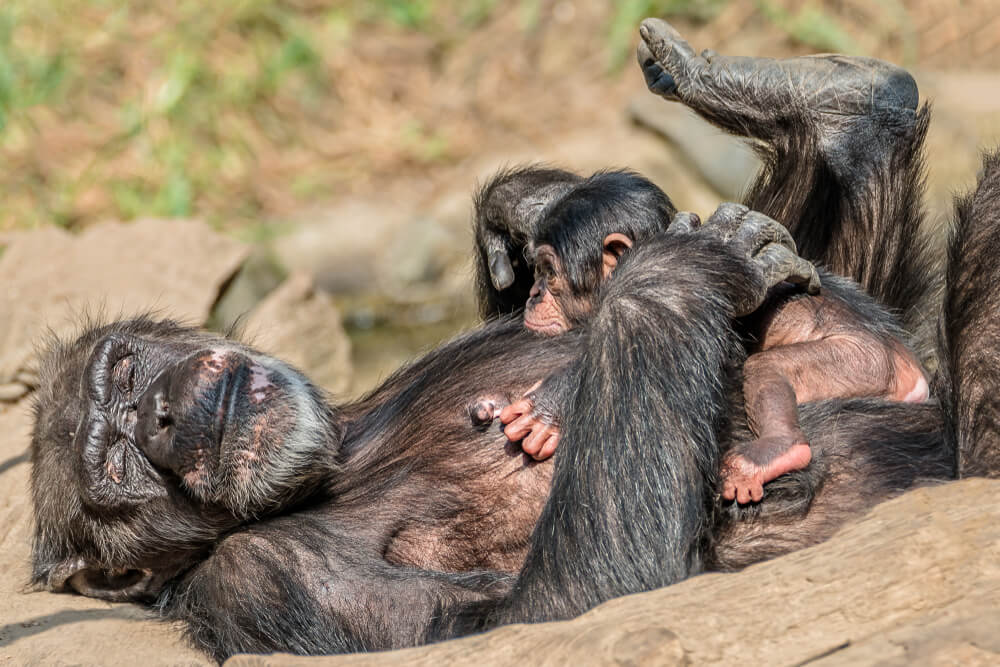 Madres chimpancés son como nosotras, lloran, aman y toman su tiempo de autocuidado
