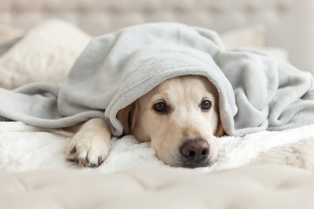Perrito protegido de la tormenta.
