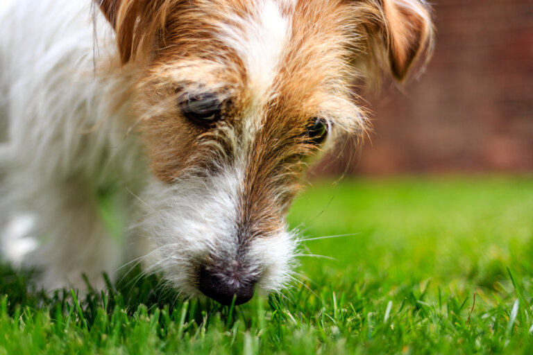 Estudio afirma que los perros necesitan que los dejen olfatear cuando salen a caminar
