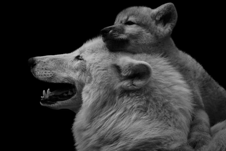 Mutación genética causó que lobos prehistóricos fueran más dóciles, como los perros domésticos
