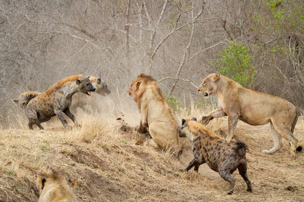 Enfrentamiento entre hiena y león.