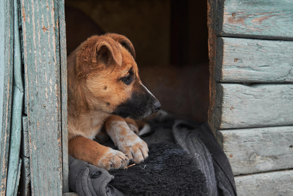 Perrito en un albergue.
