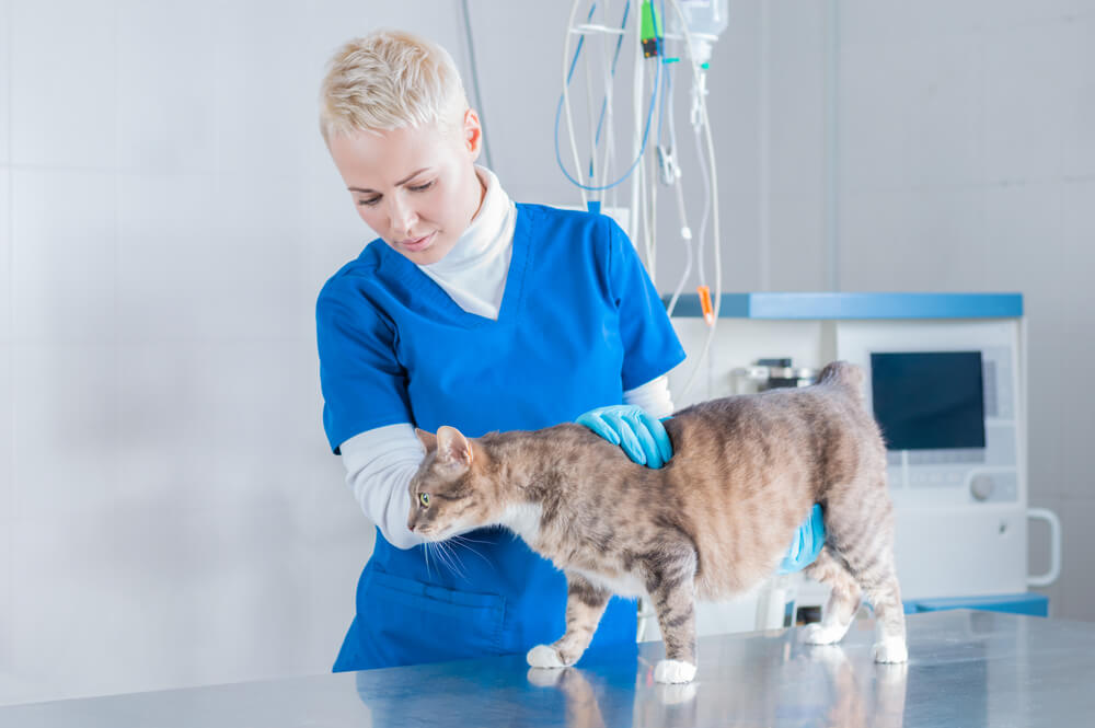 Gato en el veterinario.