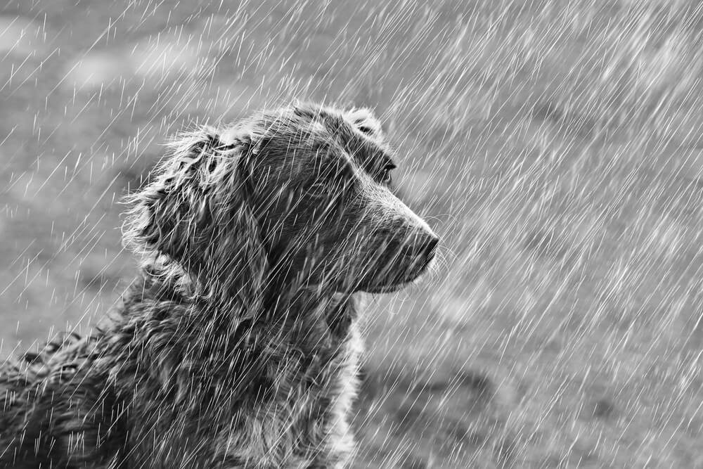 Perrito bajo una tormenta.