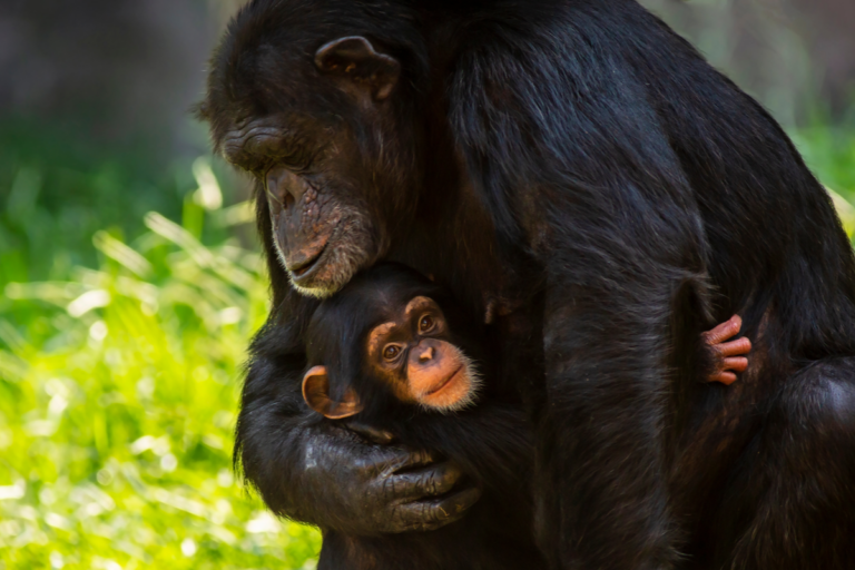 Estudio revela que los bonobos nos heredaron su carácter pacífico a nivel evolutivo