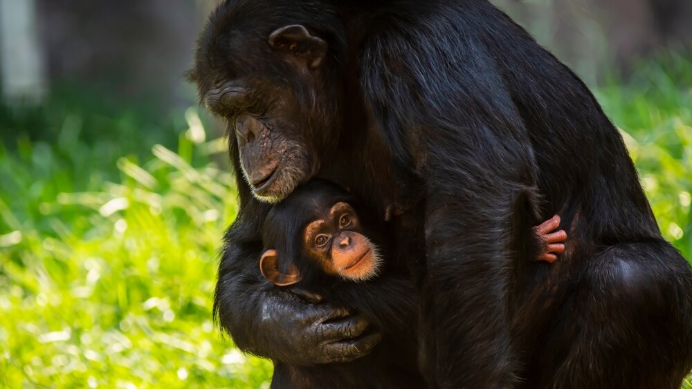 Madre chimpancé y su cría. 