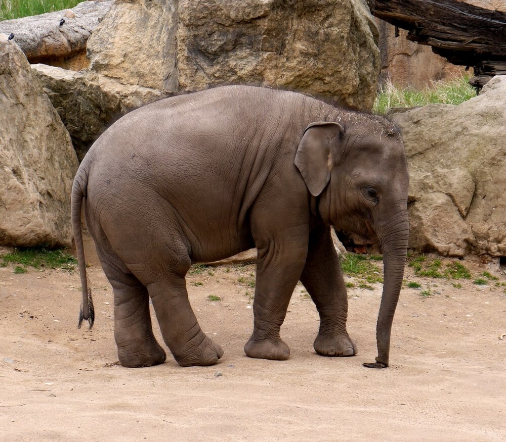 Elefante sin colmillos.