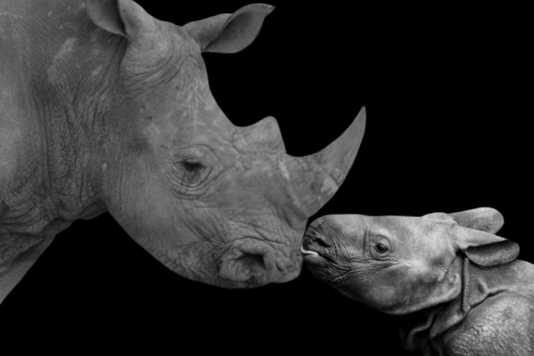 Letal enfermedad respiratoria de Sudáfrica, está infectando rinocerontes en su refugio natural