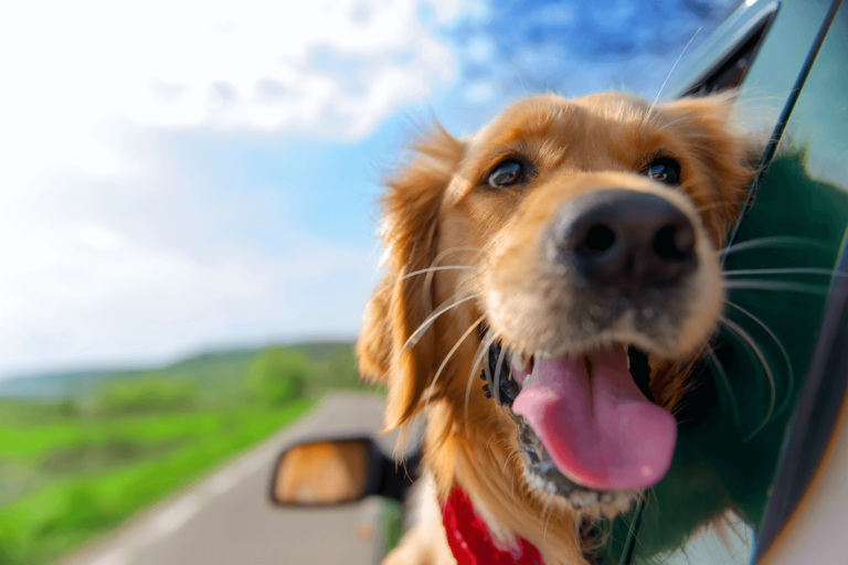 Nuevo método científico que calcula a detalle la edad de los perros