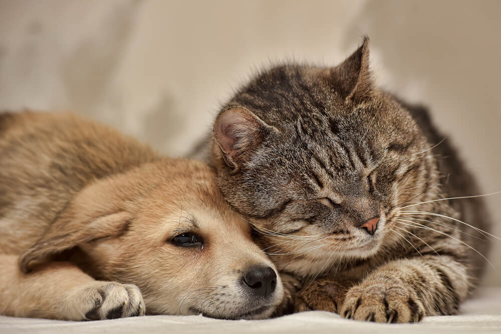 Los perros y gatos también están de luto cuando pierden un compañero