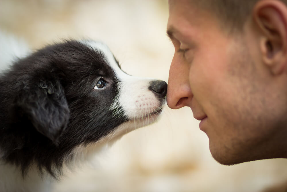 ¿Sabes cuántas palabras humanas entienden los perros?