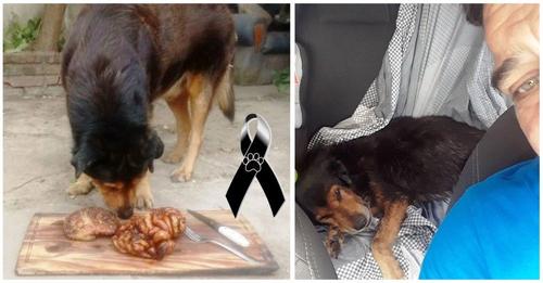 El triste adiós del perro policía que se hizo famoso por comer asado al cumplir 15 años